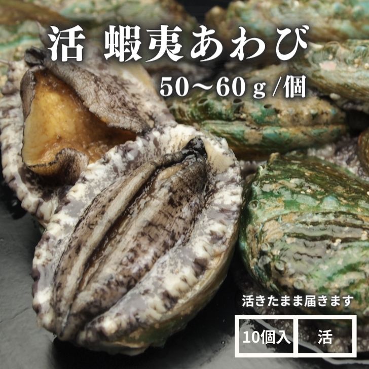 【活】活蝦夷あわび（50〜60g）10個セット