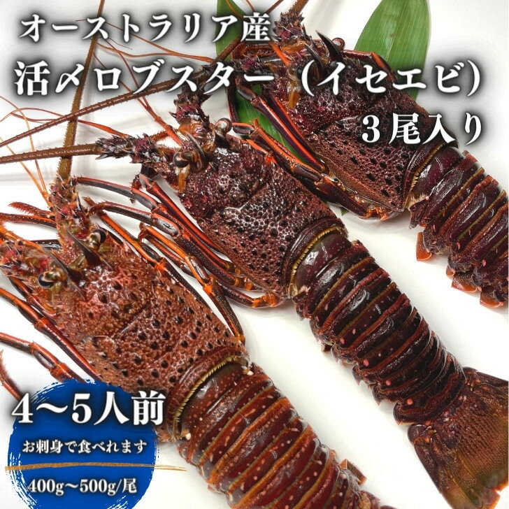 お刺身用　活〆ロブスター（イセエビ・伊勢海老）3尾入（400〜500g/尾）1.2キロ以上