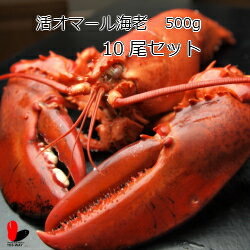 【活】活オマール海老　500g　10尾セット