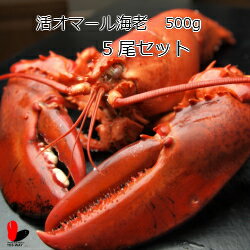 【活】活オマール海老　500g　5尾セット