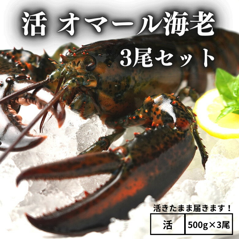 【活】活オマール海老　500g×3尾セット