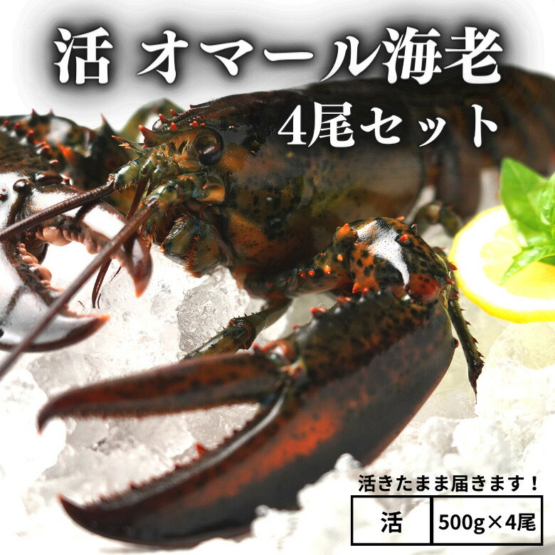 【活】活オマール海老　500g×4尾セット