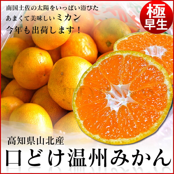 ＼ 店内全品 ポイント2倍 ／ 【 2箱買えば 送料無料 】【 複数購入特典付き】 高知県産 極早生 山北 みかん 2.5kg サイズおまかせ 【 北海道・沖縄へのお届けの場合、別途送料+1000円 】 グルメ ミカン 柑橘 フルーツ ギフト お歳暮のサムネイル