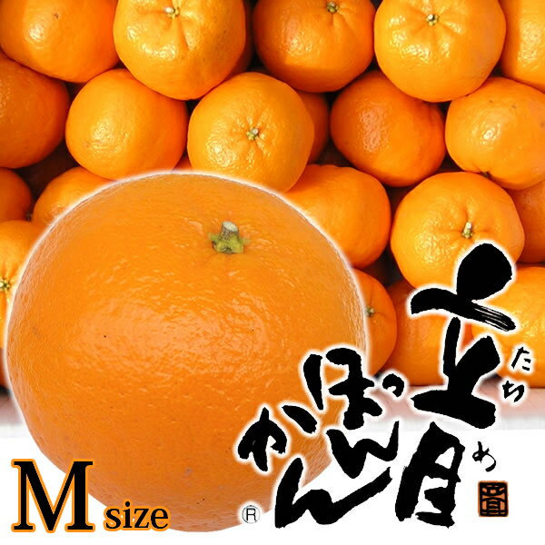 ＼ 店内全品 ポイント2倍 ／ 【贈答用・最高級品】【高しょう系】高知県産　立目ポンカン5kg Mサ ...