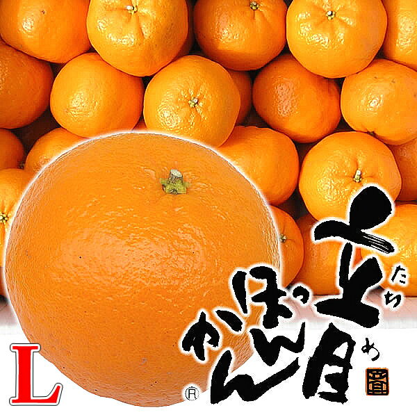 【贈答用】【高しょう系】高知県産　立目ポンカン5kg Lサイズ ★秀品★【楽ギフ_包装】【楽ギフ_包装選択】【楽ギフ_のし】【楽ギフ_のし宛書】【fsp2124】 実用的 ギフト 父の日 プレゼント 実用的