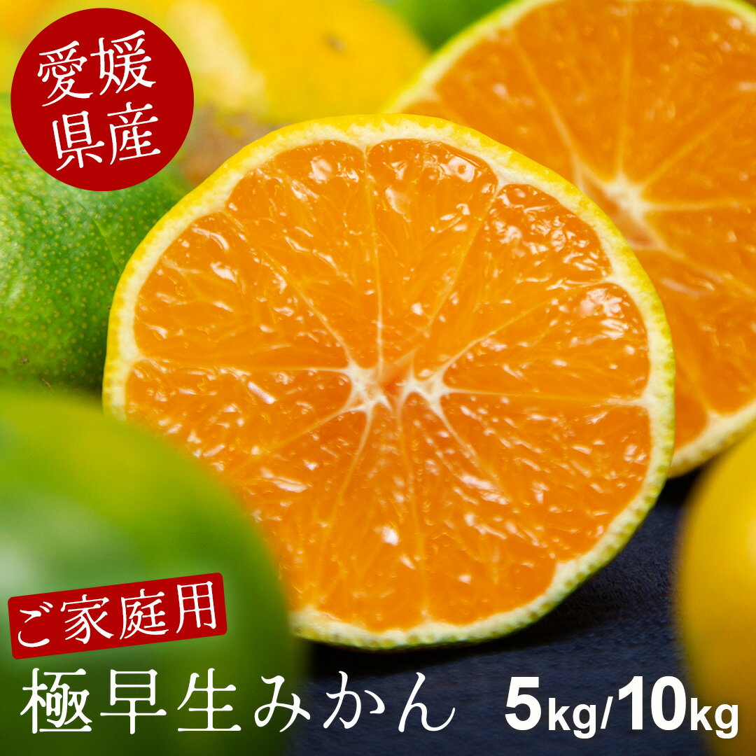 ご家庭用 極早生 みかん 10kg 5kg 訳あり 愛媛 ミカン 蜜柑 フルーツ 果物 極 早生みかん くだもの 青果 柑橘 柑橘類 訳あり フルーツ 訳ありみかん 甘い 家庭用 訳あり 食品 大容量 愛媛みかん 甘いみかん