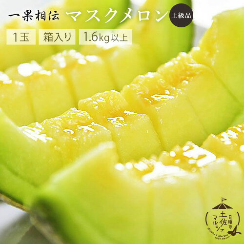 高知県産 一果相伝 メロン 【上級品】マスクメロン 1玉 箱入り 1.6kg以上 夜須 高知 高級メロン果物 高級フルーツ フルーツ 果物 くだもの ギフト お取り寄せグルメ 絶品 お取り寄せ 食品 特別価格 食べ物 ギフト プレゼント送料無料