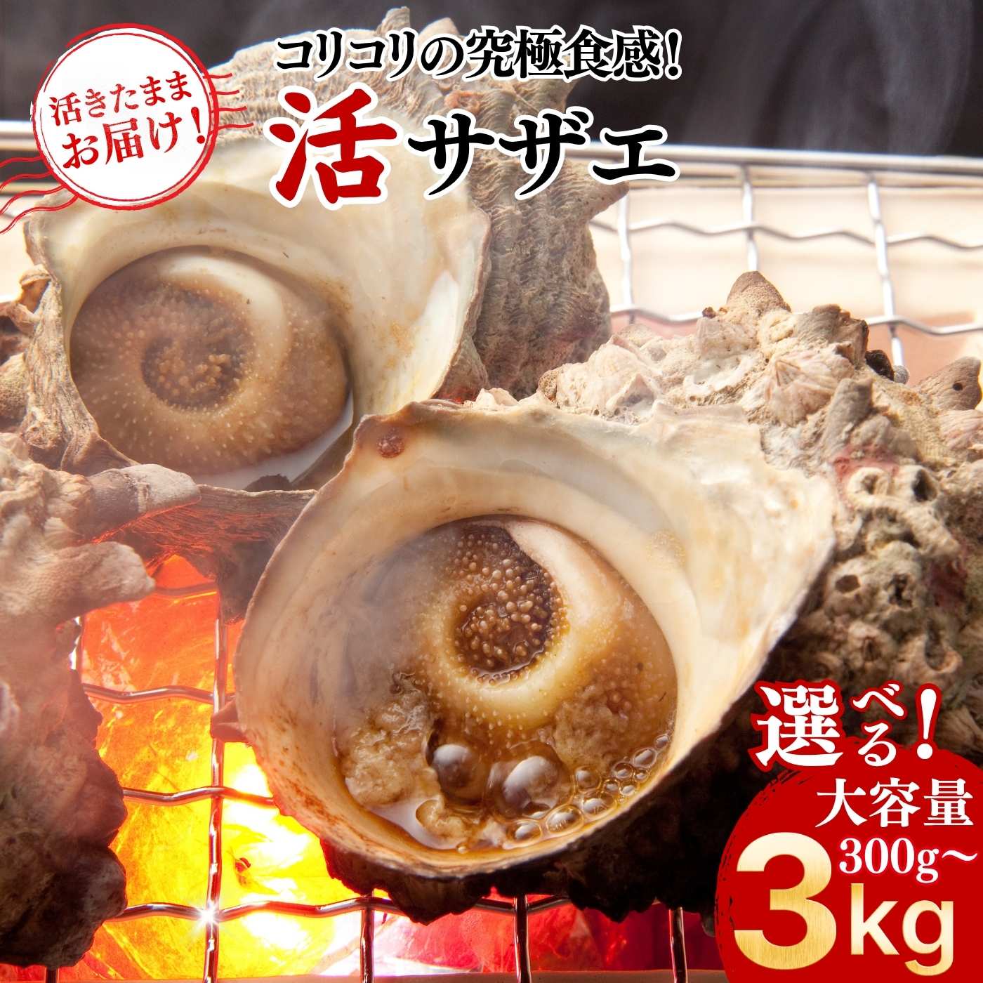 楽天市場】隠岐 さざえの通販