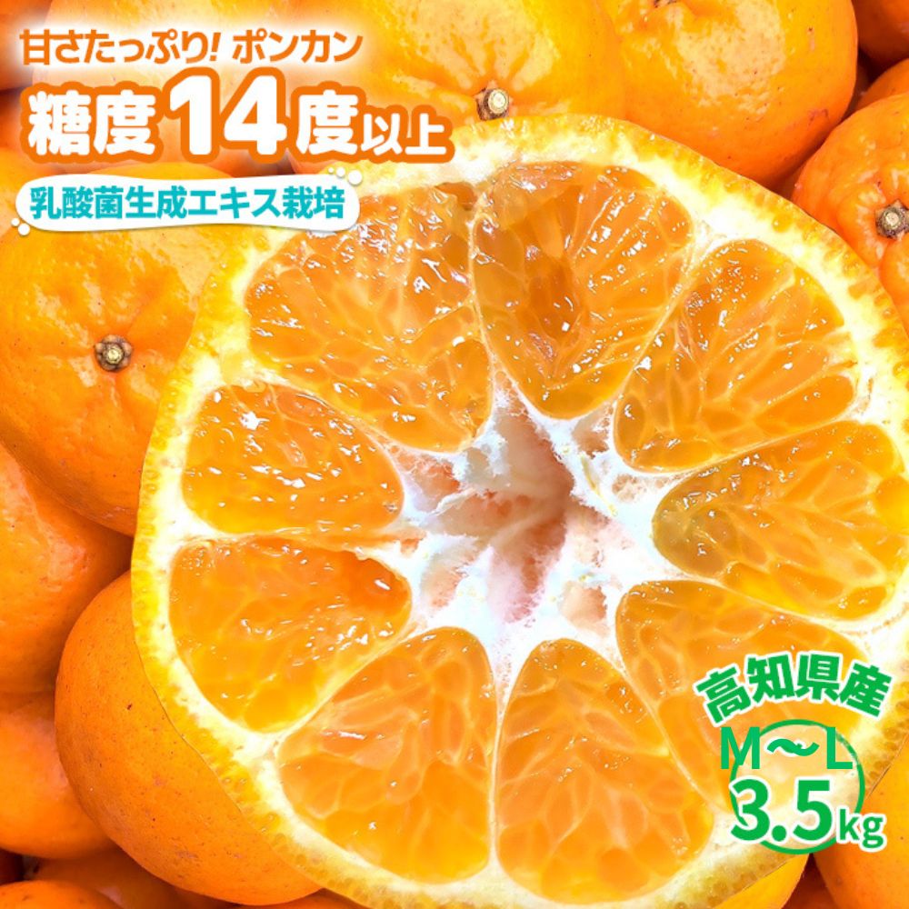 【糖度14度以上】高知県産 高糖度 ポンカン 3.5kg 中玉 M～2Lサイズ 高知県 高知 土佐清水 甘い 完熟 濃厚 減農薬 ぽんかん みかん 産地直送 ギフト 贈答用 家庭用 送料無料