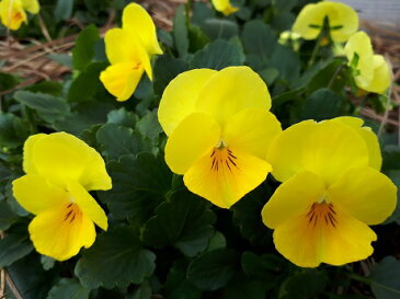 【エディブル・フラワー1パックセット 】【日時指定可】【最短ご希望の方は備考欄にご記入ください】【花は50〜70輪程度です】冷蔵保存にて夏季は5日程度冬季は一週間程度