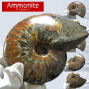 アンモナイト 化石 原石 虹入り｜アンモン貝 Ammonite 選べる アンモライト fossil 置物 フォッシル 菊石 一点物