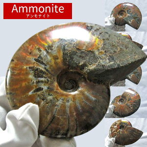 化石 アンモナイト 原石 虹入り｜アンモン貝 Ammonite 好きな商品が選べる アンモナイトの化石 アンモライト fossil 置物 フォッシル 菊石 一点物