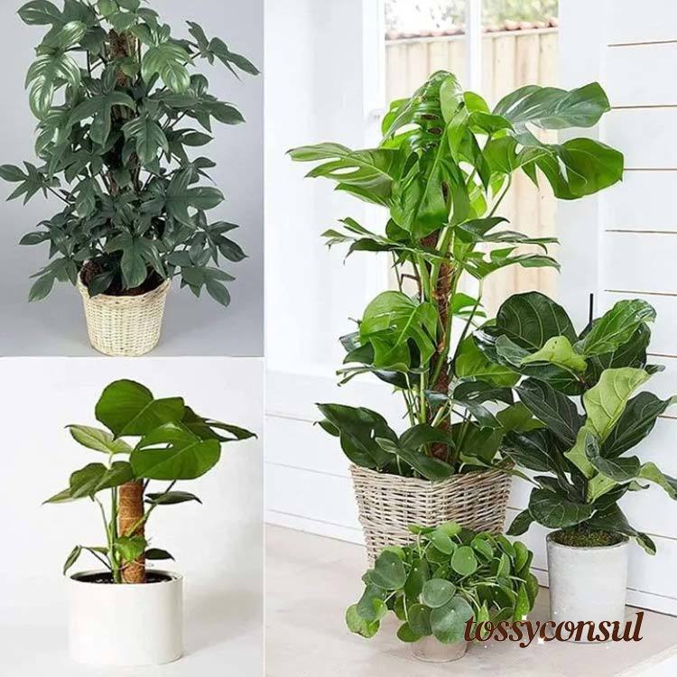 新生活応援 2個組 園芸支柱パー ココスティック モンステラ支柱 観葉植物 支柱 園芸支柱 ココナッツ支..