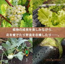 『50%OFFクーポンあり』新生活応援 pH計 ペーハー測定器 使い方 デジタル 多機能 植物育成 初心者 栽培 家庭菜園 園芸 酸度 水分 ph測定器 マルチ...