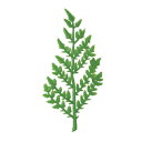 桧葉 小(1000本入) 178-10050(Z471-114)水引飾り 小物 演出小物 飾り 重箱飾り 正月 重箱用 業務用 業務用食器