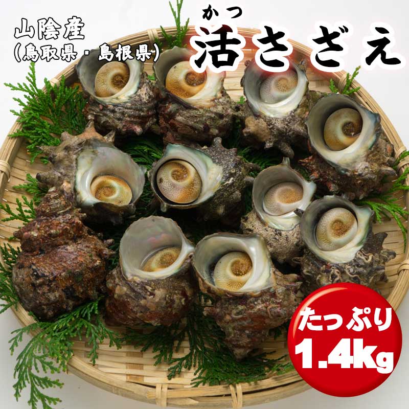 送料無料 生 サザエ 1.4Kg 天然 冷蔵 さざえ 栄螺 産地...