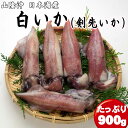 送料無料 白いか 900g 【4～5杯】 天然 冷凍 ケンサキイカ 産地直送 白イカ シロイカ 剣先イカ 日本海 山陰 お取り寄せグルメ