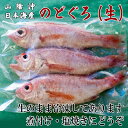 送料無料 生のどぐろ約150x3 産地直送 日本海 山陰 お取り寄せグルメ