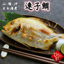 単品 連子鯛丸干し 1尾 れんこだい 干物 ひもの お取り寄せグルメ 山陰沖日本海産 【 お礼 】【 お祝い 】