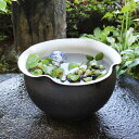 すいれん鉢 信楽焼すいれん鉢 メダカ鉢 金魚鉢 睡蓮鉢 陶器スイレン鉢 ハス鉢 はす鉢 めだか鉢 鉢 陶器 水連鉢 水鉢 信楽焼き睡蓮鉢 手水鉢 陶器鉢 ガーデ...