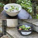 メダカ鉢 オーバーフロー付き 睡蓮鉢 めだか 鉢 金魚鉢 陶器 白 黒 メダカ ビオトープ 水鉢 信楽焼 ハス鉢 水連鉢 手水鉢 水槽 おしゃれ 選べる2色 1...