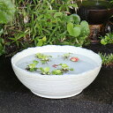【今だけ限定10%OFFクーポン配布中】信楽焼 メダカ鉢 おしゃれ 水鉢 睡蓮鉢 陶器 めだか 鉢 金魚鉢 白 メダカ ビオトープ ハス鉢 水連鉢 手水鉢 水槽...