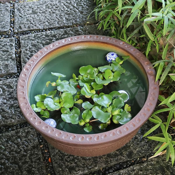 スイレン鉢 大型 陶器水鉢 信楽焼 水鉢 鉢 金魚鉢 めだか鉢 すいれん鉢 メダカ鉢 ハス鉢 大きい鉢 しがらき 睡蓮鉢 和風 20号トチリ碗型水鉢 ［su-0007］