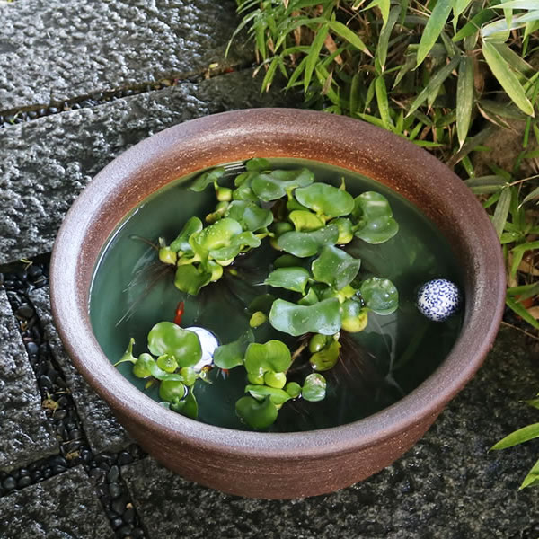 スイレン鉢 大型 陶器水鉢 信楽焼 水鉢 鉢 金魚鉢 めだか鉢 すいれん鉢 メダカ鉢 ハス鉢 大きい鉢 しがらき 睡蓮鉢 和風 18号ケズリ鈴型水鉢 ［su-0008］