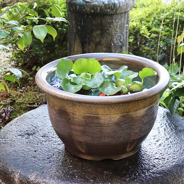 13号水鉢 すいれん鉢 信楽焼すいれん鉢 メダカ鉢 金魚鉢 睡蓮鉢 陶器スイレン鉢 ハス鉢 はす鉢 めだか鉢 鉢 陶器 水連鉢 水鉢 信楽焼き睡蓮鉢 手水鉢 手づくり やきもの su-0172