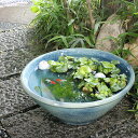 16号ブルーガラス信楽焼すいれん鉢!メダカ鉢、金魚鉢にも最適!睡蓮鉢 陶器スイレン鉢 ハス鉢 はす鉢 めだか鉢 鉢 陶器 水連鉢 水鉢 睡蓮鉢 信楽焼き睡蓮鉢[...