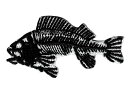ワッペン「 魚骨格標本 」可愛いイラストの刺繍ワッペン