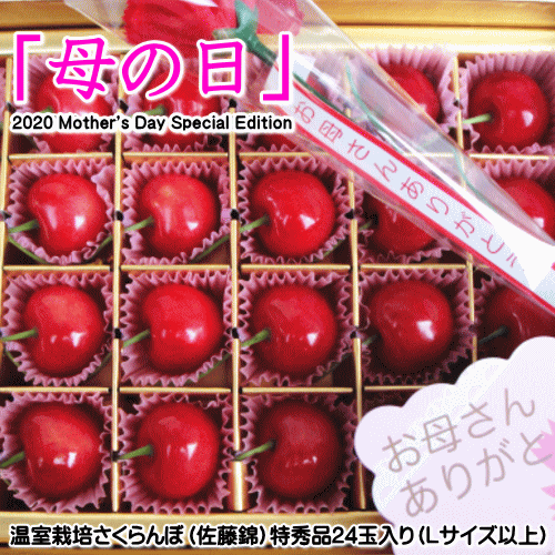 温室栽培さくらんぼ（佐藤錦）特秀品24玉入り（Lサイズ以上）【母の日用】【ご贈答用】【各種熨斗対応可】【一般でのご対応も可】※尚、沖縄県と離島への配達の場合は、送料が別途500円かかります。