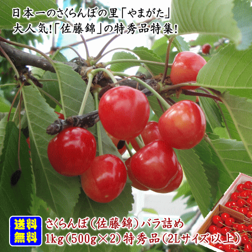【生産農家厳選品】【クール便配達】山形県産さくらんぼ（佐藤錦）バラ詰め1kg（500g×2パック詰）特秀品(2Lサイズ以上)【但し、沖縄県・一部離島へのお届けは別途送料が500円かかります】のサムネイル