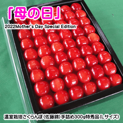 温室栽培さくらんぼ（佐藤錦or紅秀峰）手詰め300g特秀品（Lサイズ以上）【母の日用】【ご贈答用】【各種熨斗対応可】【一般対応可】※尚、沖縄県と離島への配達の場合は、送料が別途500円かかります。