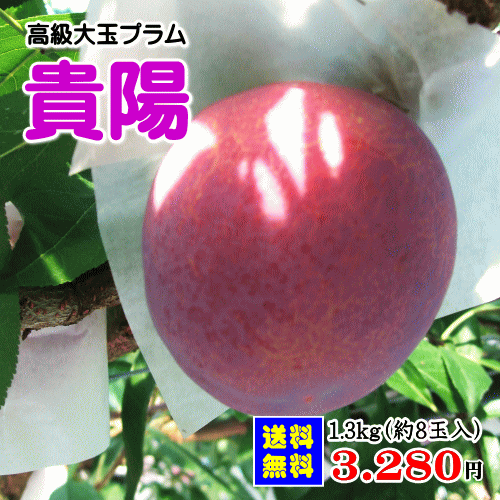 高級プラム/すもも(貴陽)1．3kg(特秀品/約8玉入)【但し、沖縄県・一部離島へのお届けは別途送料が500円かかります】
