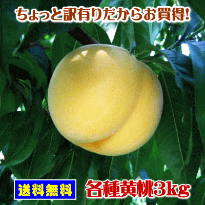 山形県産ちょっと訳有りだからお買得！各種黄桃3kg（約8玉～13玉入り）【選択欄より品種のご指定をお願いします】(但し、沖縄県・離島へのお届けは別途送料が500円かかります)のサムネイル
