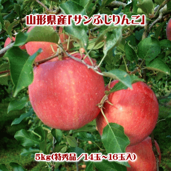 サンふじりんご(特秀品)5kg(14玉〜16玉)【送料無料(※但し、沖縄県・離島へのお届けの場合は、別途送料が500円かかります)】