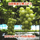 ロザリオビアンコ1kg(特秀品/2房入)※種有り品種です。【但し、沖縄県・一部離島へのお届けは別途送料が500円かかります】