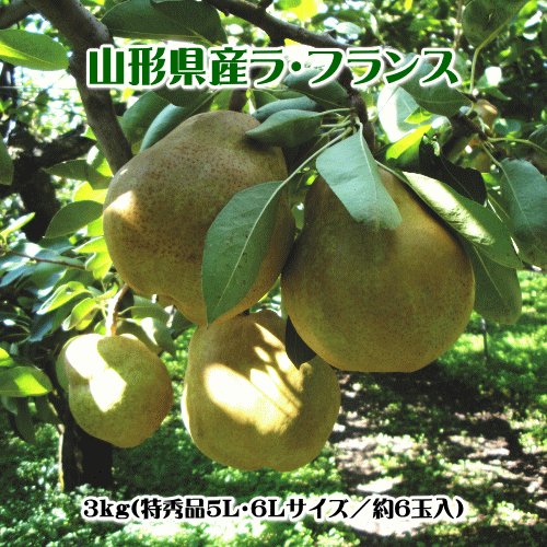 ラ・フランス（特秀品）3kg（5L〜6Lサイズ）【送料無料(※但し、沖縄県・離島へのお届けの場合は、別途..