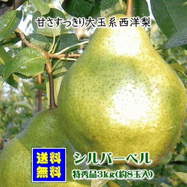 シルバーベル（特秀品）3kg【送料無料(※但し、沖縄県・離島へのお届けの場合は、別途送料が500円かかります)】