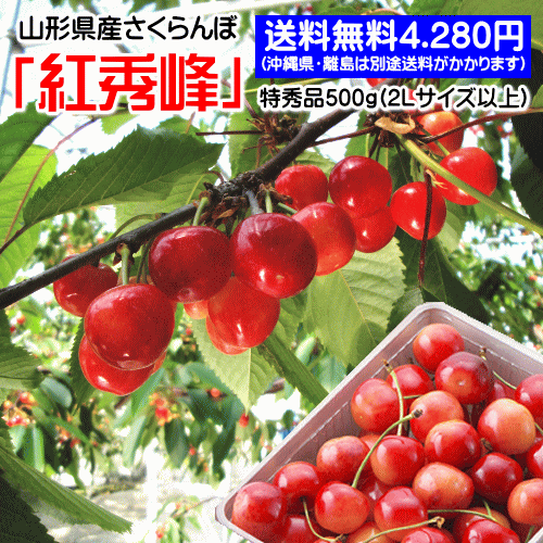 【生産農家厳選品】山形県産さくらんぼ（紅秀峰）500gバラ詰め(特秀品/2Lサイズ以上)【但し、沖縄県・一部離島へのお届けは別途送料が500円かかります】のサムネイル