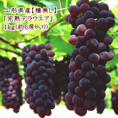 山形県産完熟ぶどう(デラウエア/種無し)1kg(約6房入)【但し、沖縄県・一部離島へのお届けは別途送料が500円かかります】のサムネイル