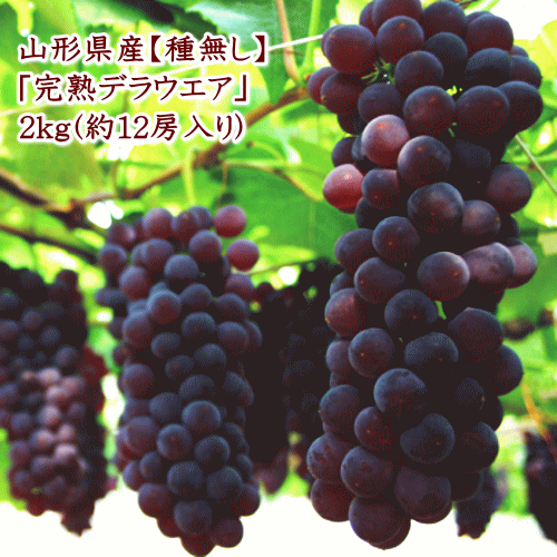 山形県完熟ぶどう(デラウエア/種無し)2kg(約12房入)【但し、沖縄県・一部離島へのお届けは別途送料が500円かかります】のサムネイル