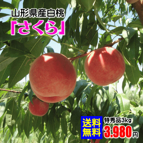 もぎたて新鮮な果実をお届け致します!【配達日のご指定は不可となります】山形県産さくら(硬い白桃/特秀品)3kg(但し、沖縄県・離島へのお届けは別途送料が500円かかります)