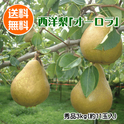 西洋梨オーロラ（秀品）3kg（約11玉入り）【(但し、沖縄県・離島へのお届けは別途送料が500円かかります)】