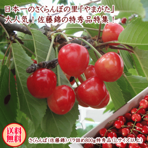 【生産農家厳選品】山形県産さくらんぼ（佐藤錦）バラ詰め800g特秀品(Lサイズ以上)【但し、沖縄県・一部離島へのお届けは別途送料が500円かかります】