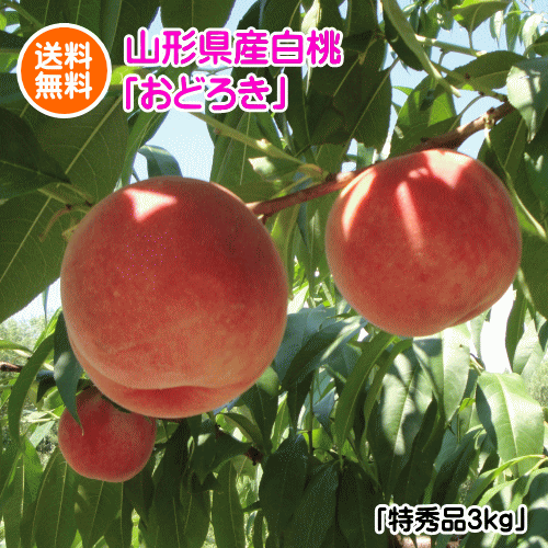 【配達日のご指定は不可となります】山形県産おどろき（硬い白桃/特秀品）3kg(但し、沖縄県・離島へのお届けは別途送料が500円かかります)のサムネイル