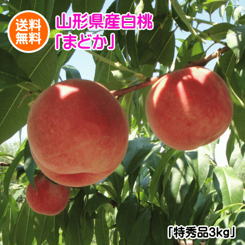楽天市場】硬い桃（桃｜フルーツ・果物）：食品の通販