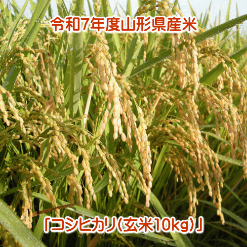 令和7年度山形産「コシヒカリ」玄米10kg(5kg×2袋)【送料無料】※但し、沖縄県・離島...