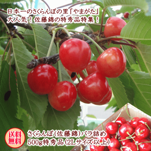 【生産農家厳選品】山形県産さくらんぼ（佐藤錦）バラ詰め500g特秀品(2Lサイズ以上...
